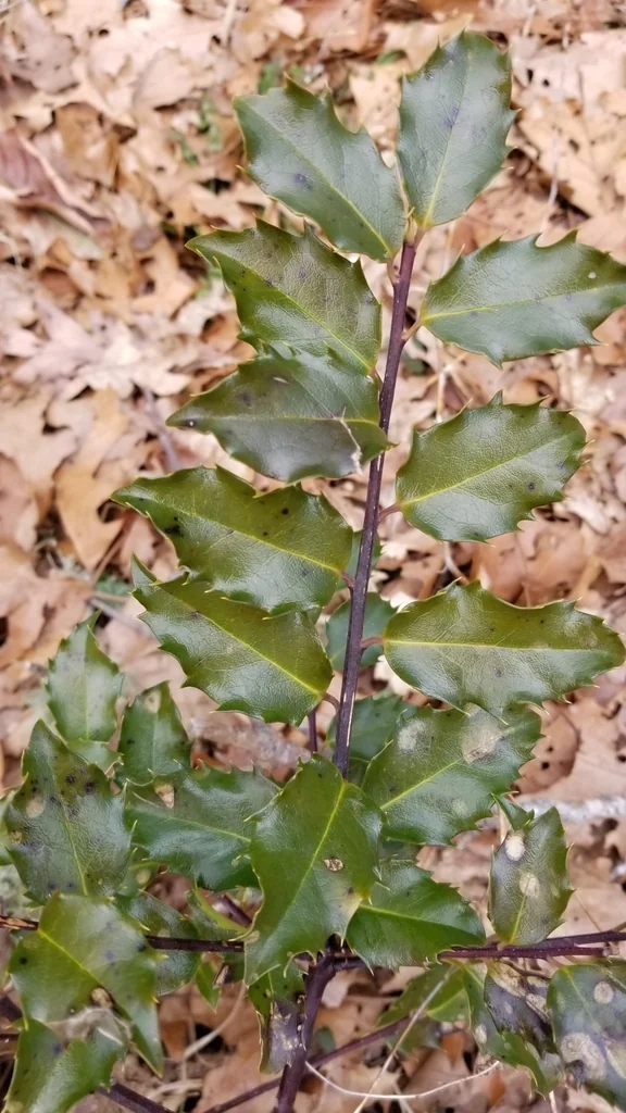 Ilex X Meserveae