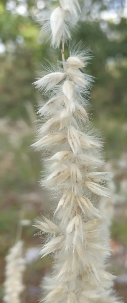 Melica Ciliata