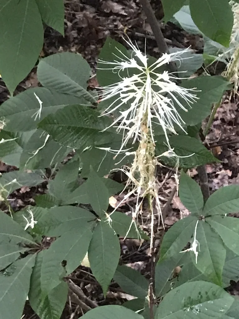 Aesculus Parviflora