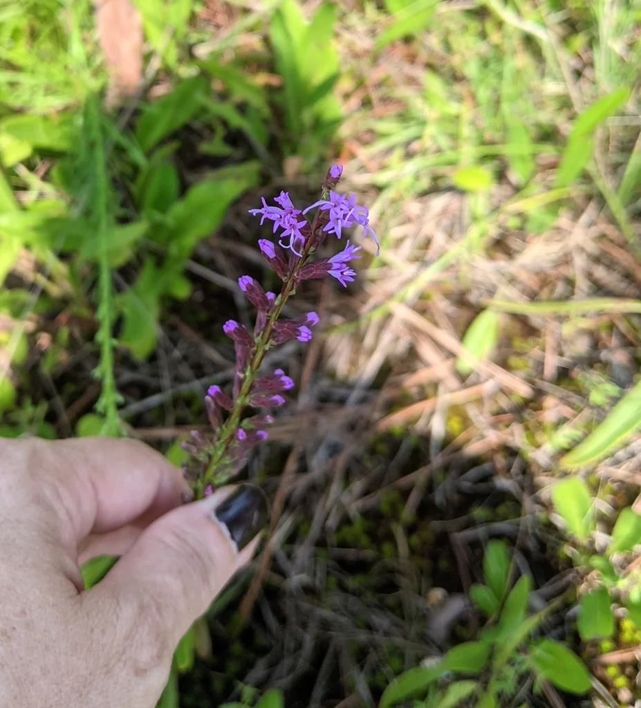Liatris Microcephala