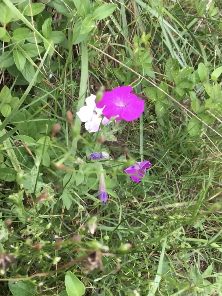 Petunia X Hybrida