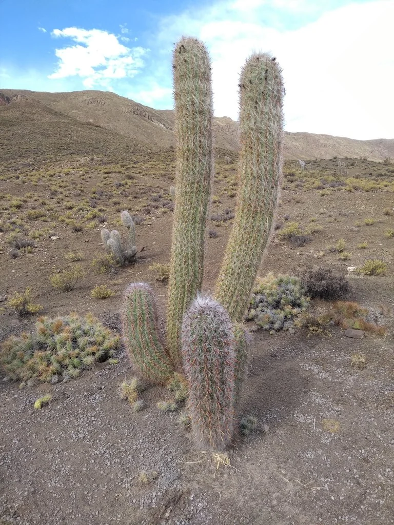 Oreocereus Celsianus