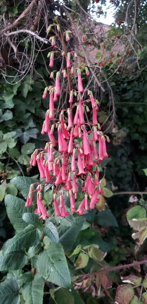 Phygelius Capensis