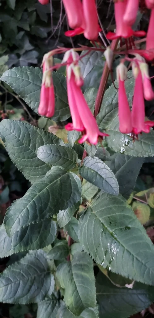 Phygelius Capensis