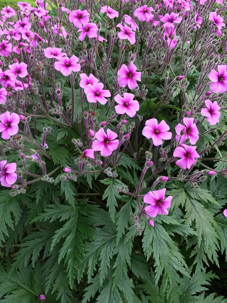 Geranium Maderense