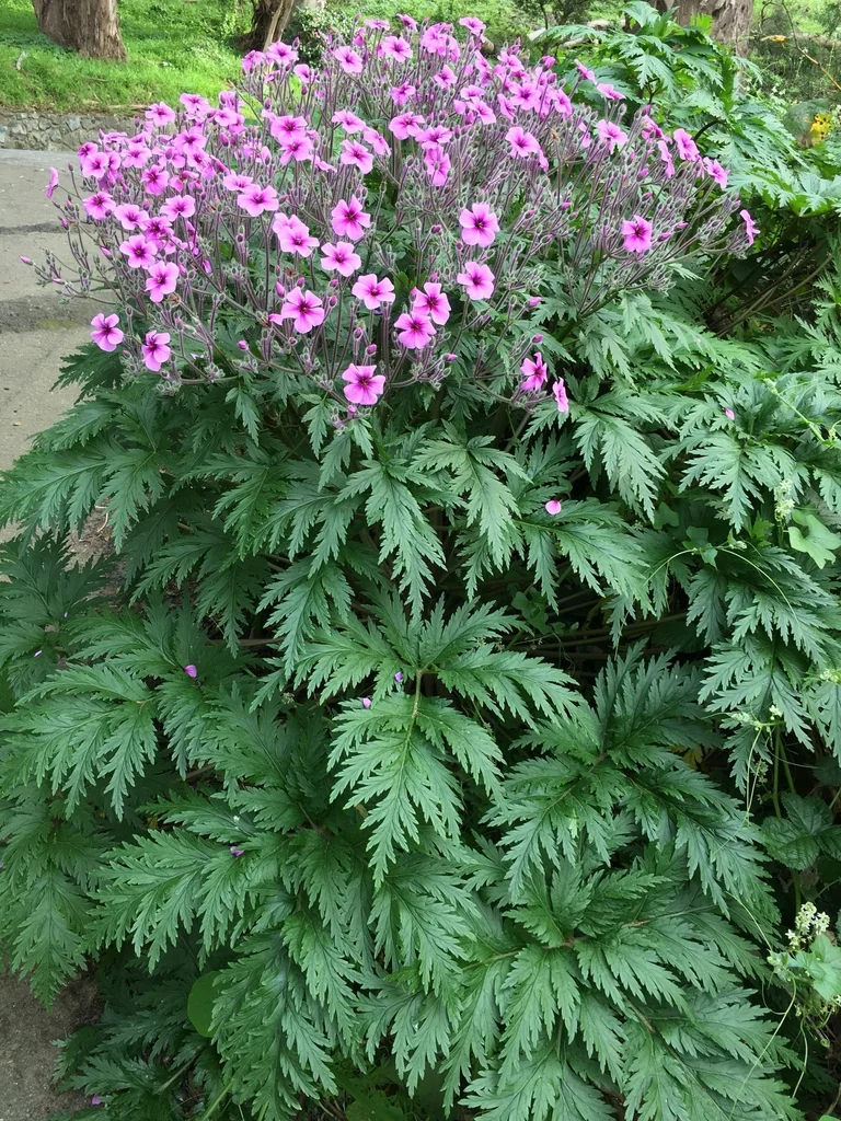Geranium Maderense