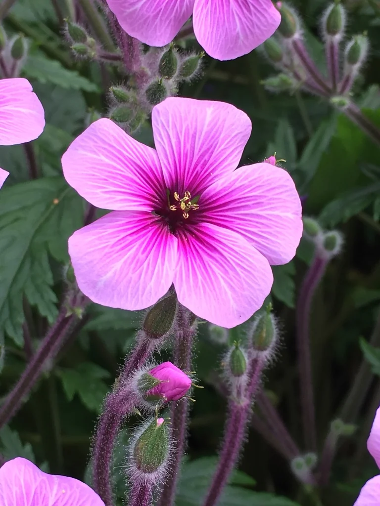 Geranium Maderense