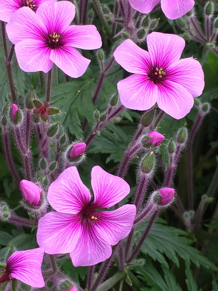 Geranium Maderense