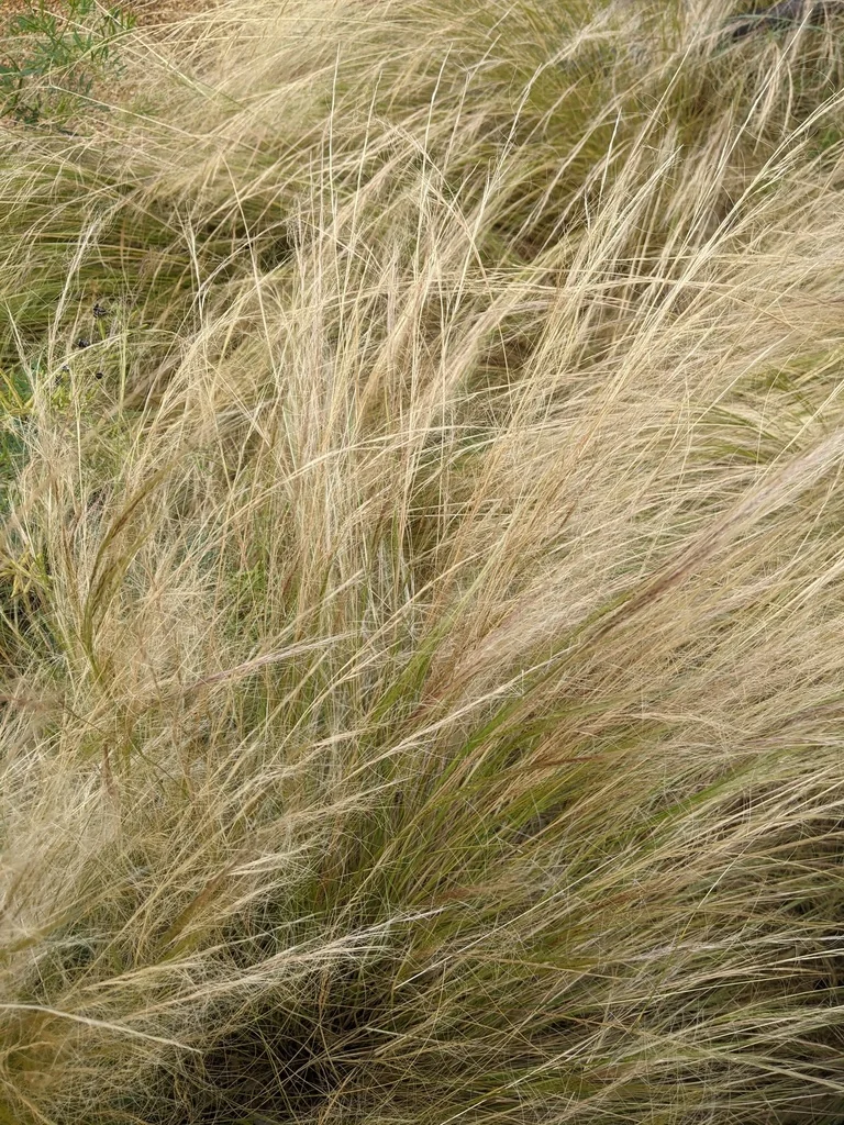 Nassella Tenuissima