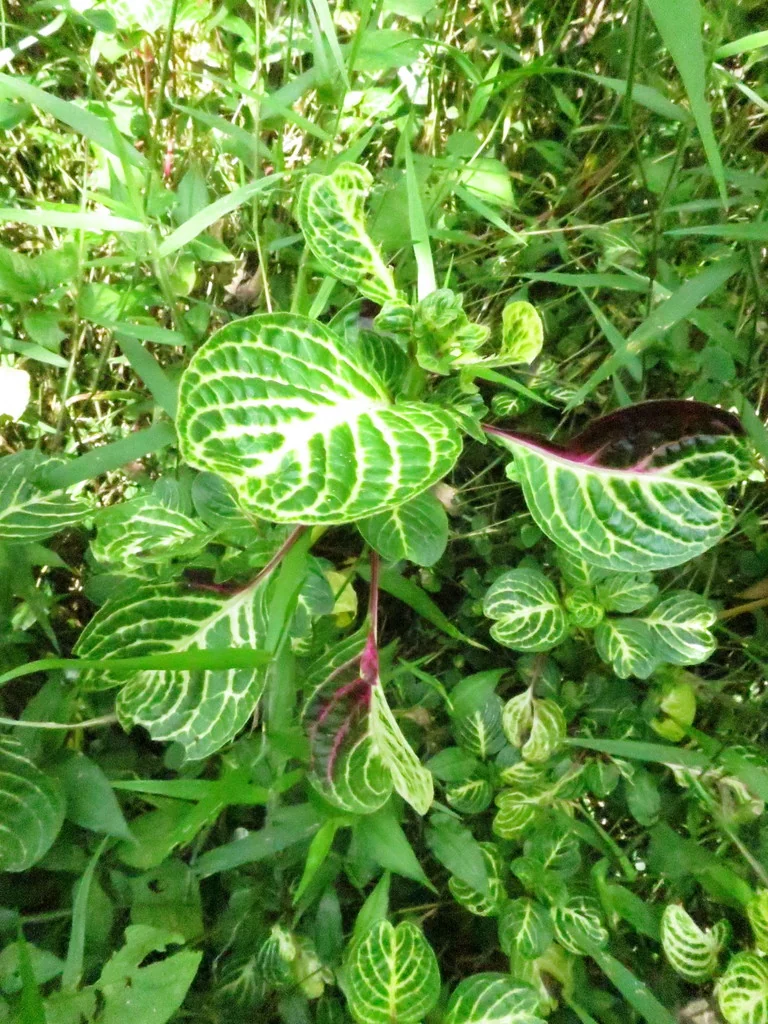 Iresine Herbstii