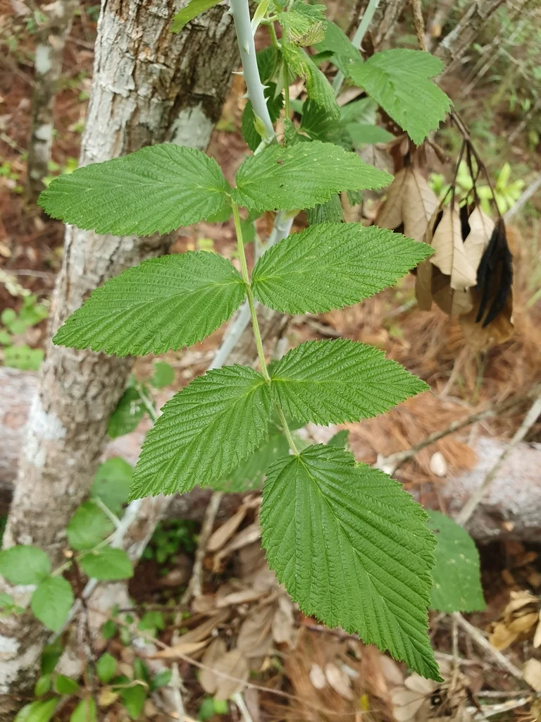 Rubus Niveus