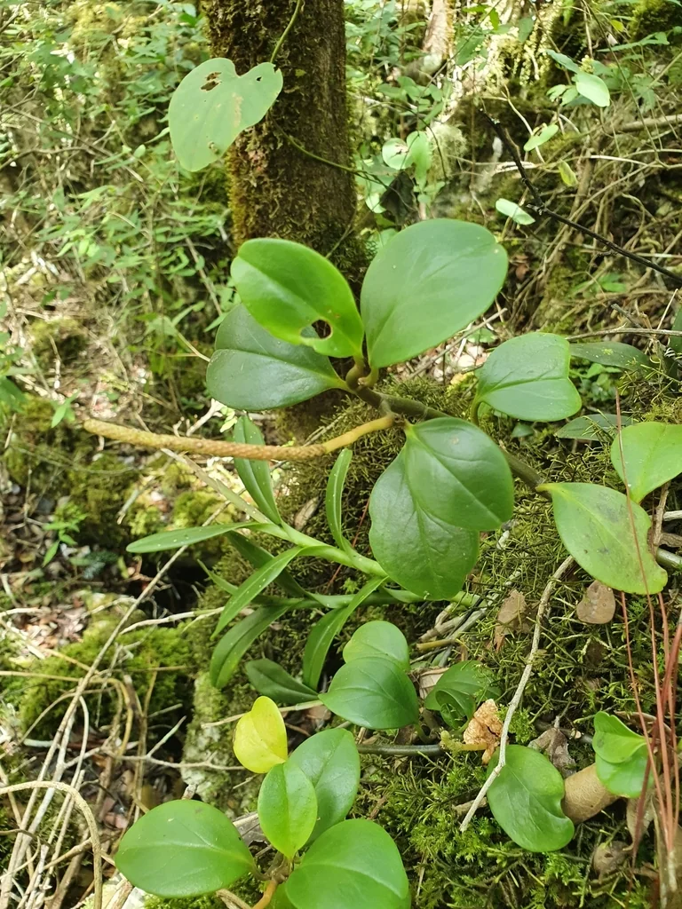 Peperomia obtusifolia