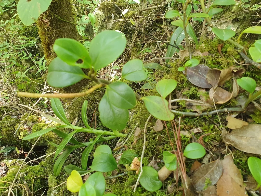 Peperomia obtusifolia