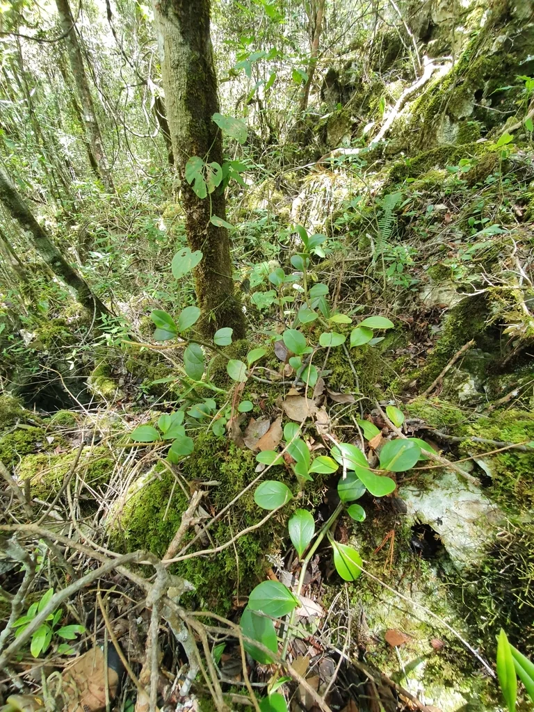 Peperomia obtusifolia