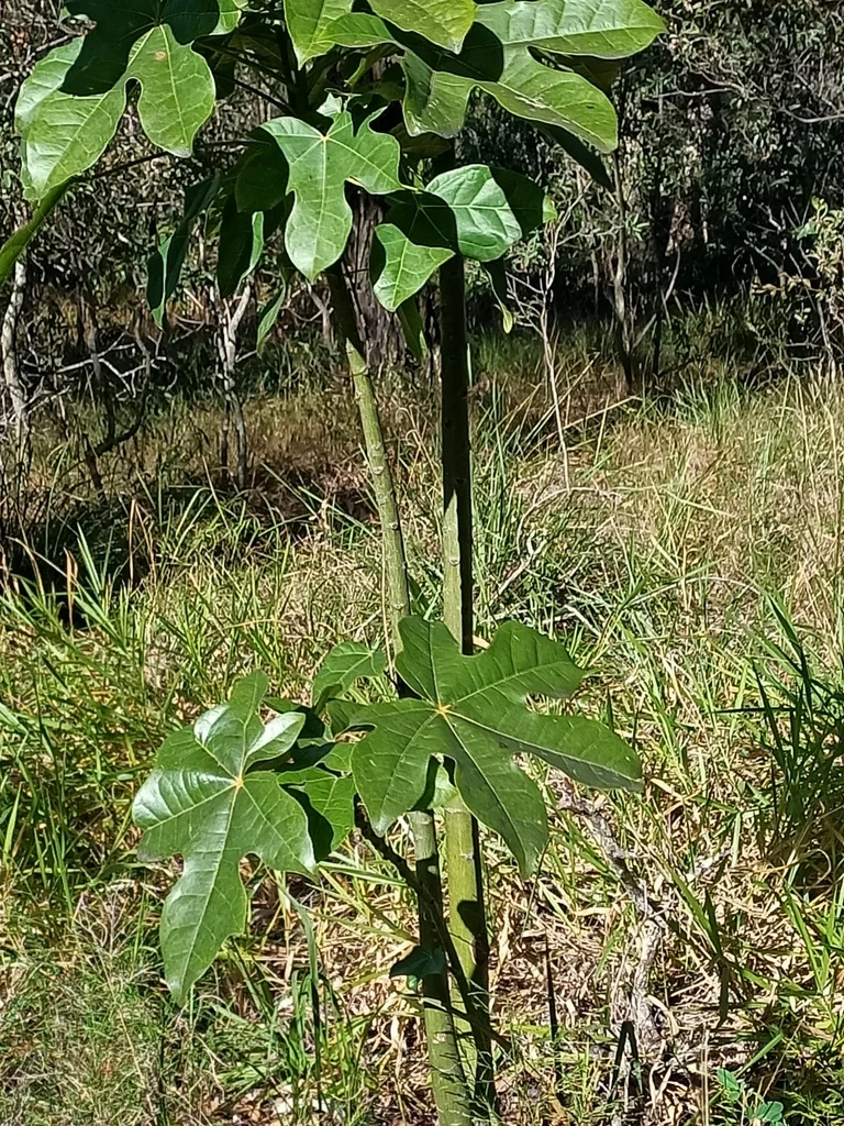 Brachychiton Acerifolius