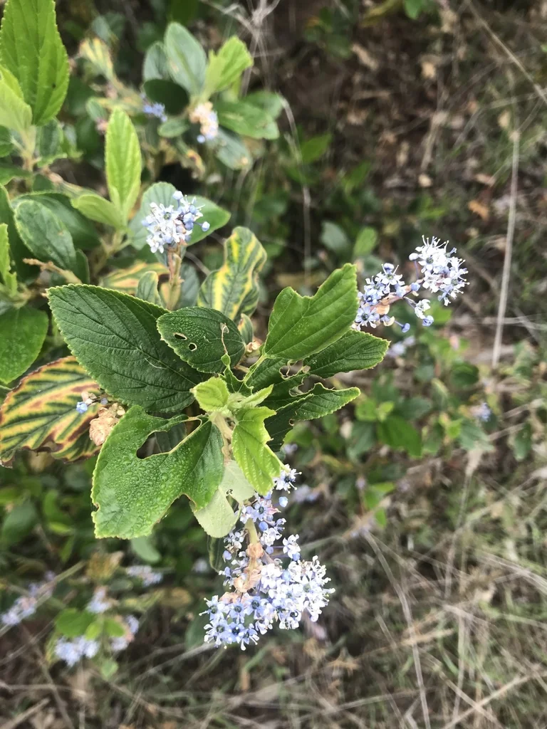 Ceanothus Arboreus