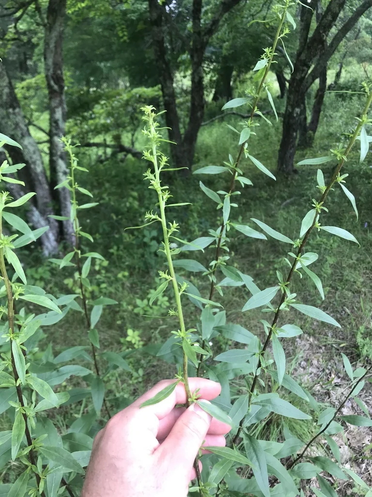 Solidago Speciosa