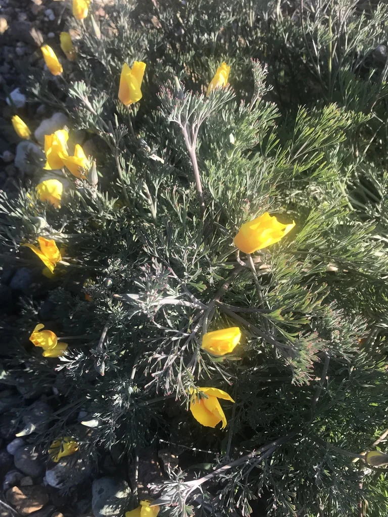 Eschscholzia Californica V. Maritima