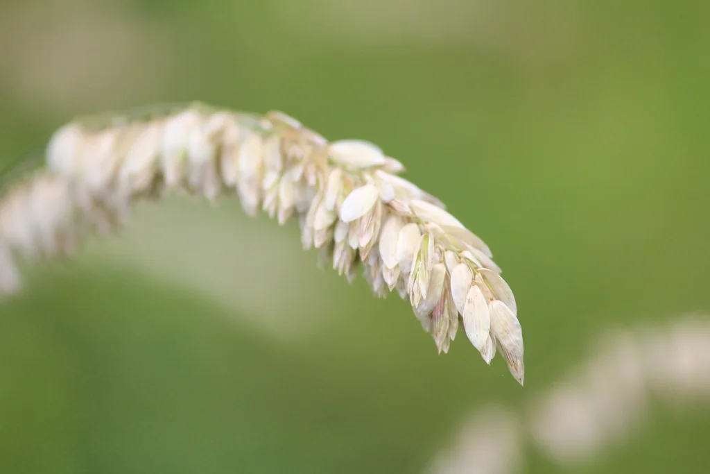 Melica Altissima