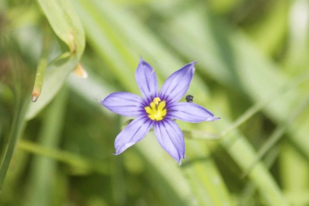 Sisyrinchium Idahoense