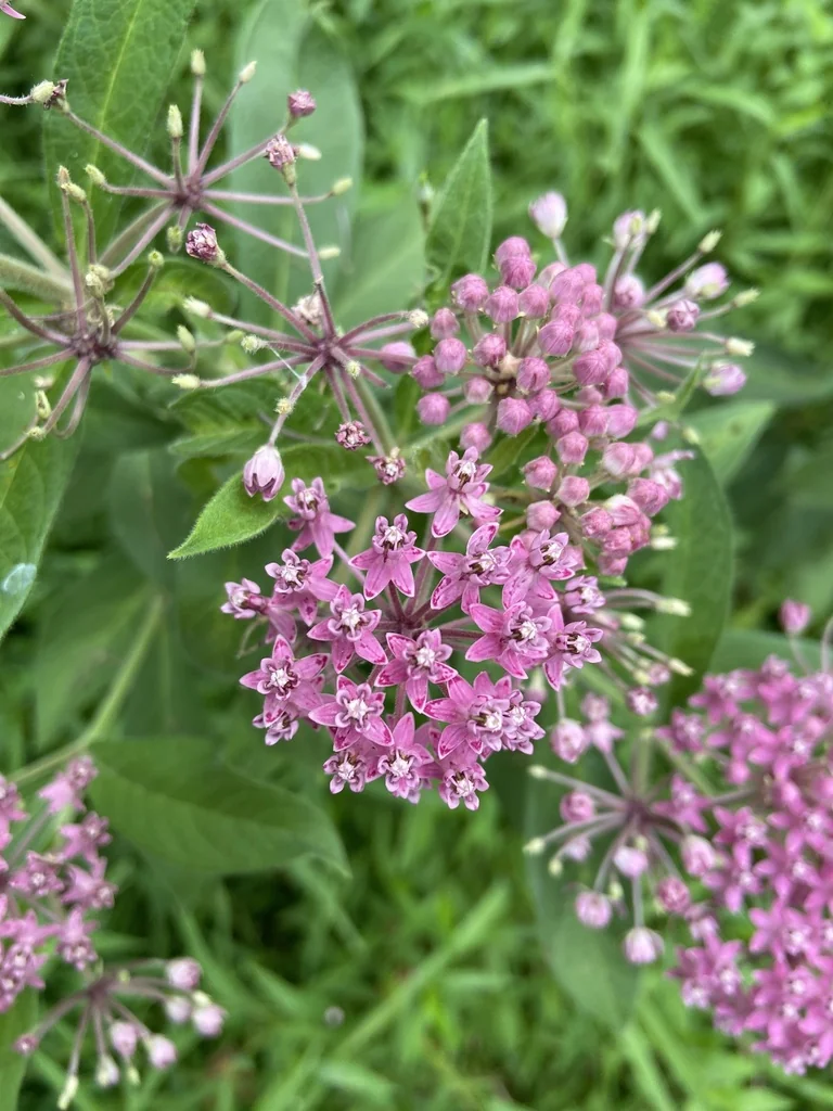 Asclepias Incarnata Pulchra