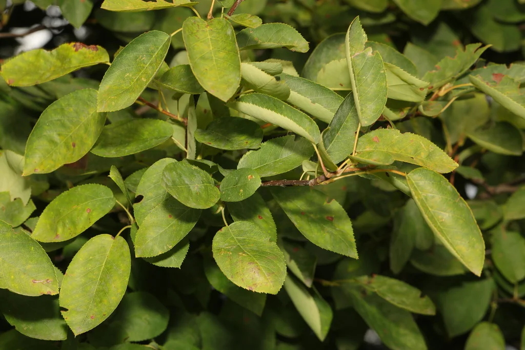 Amelanchier Lamarckii