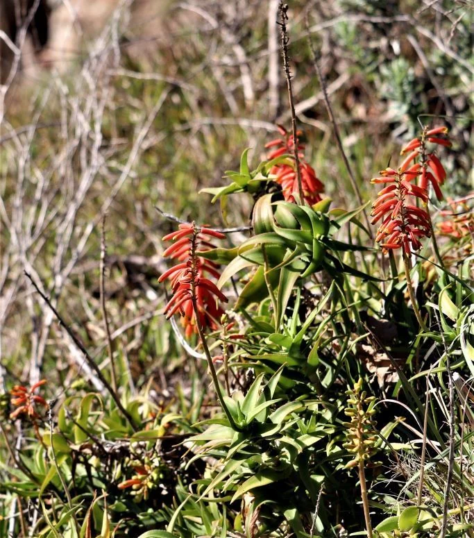 Aloe Ciliaris