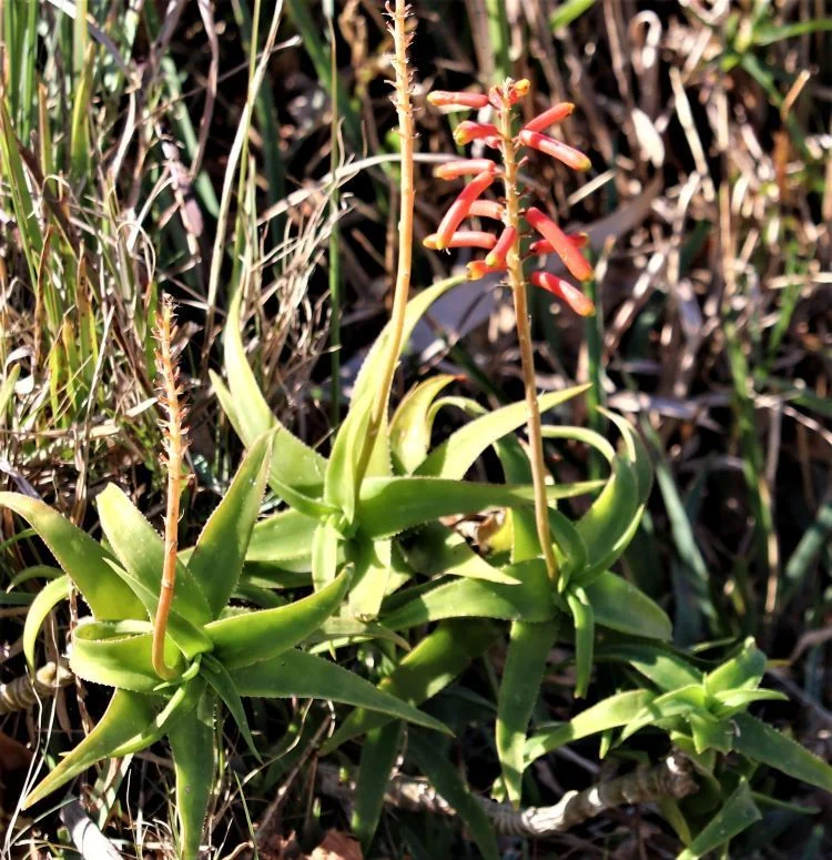 Aloe Ciliaris