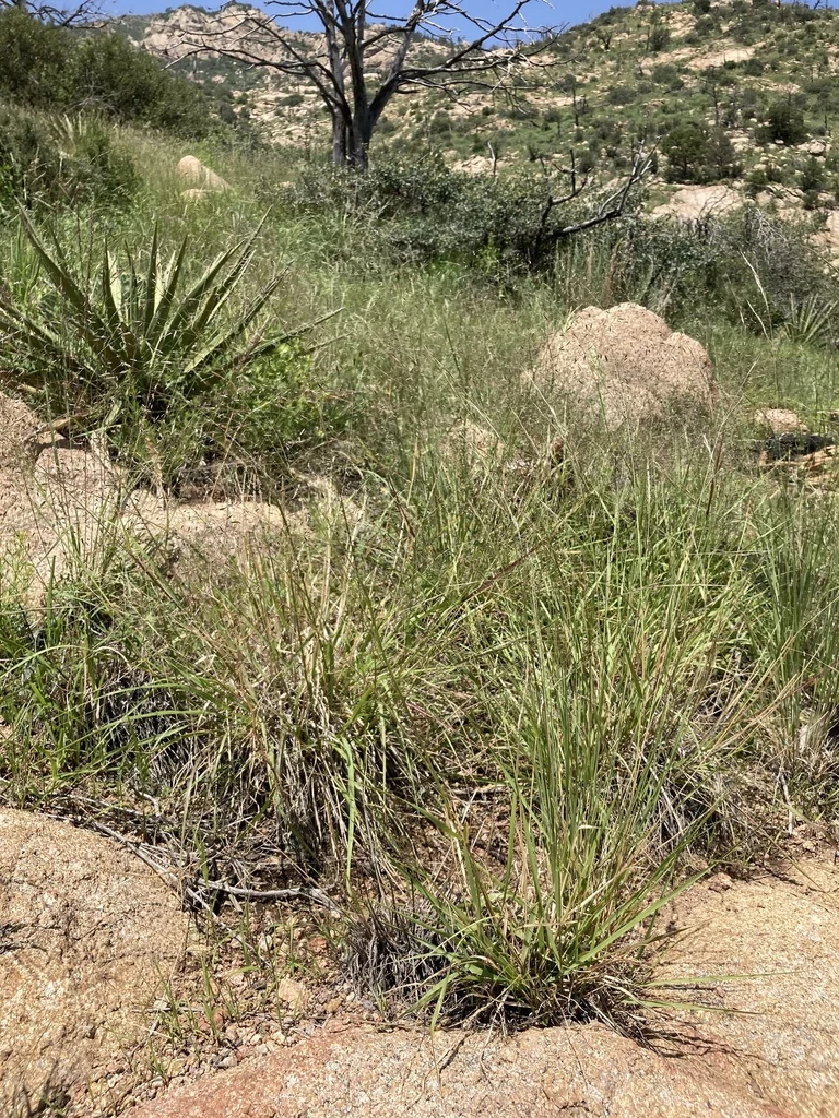 Eragrostis Intermedia