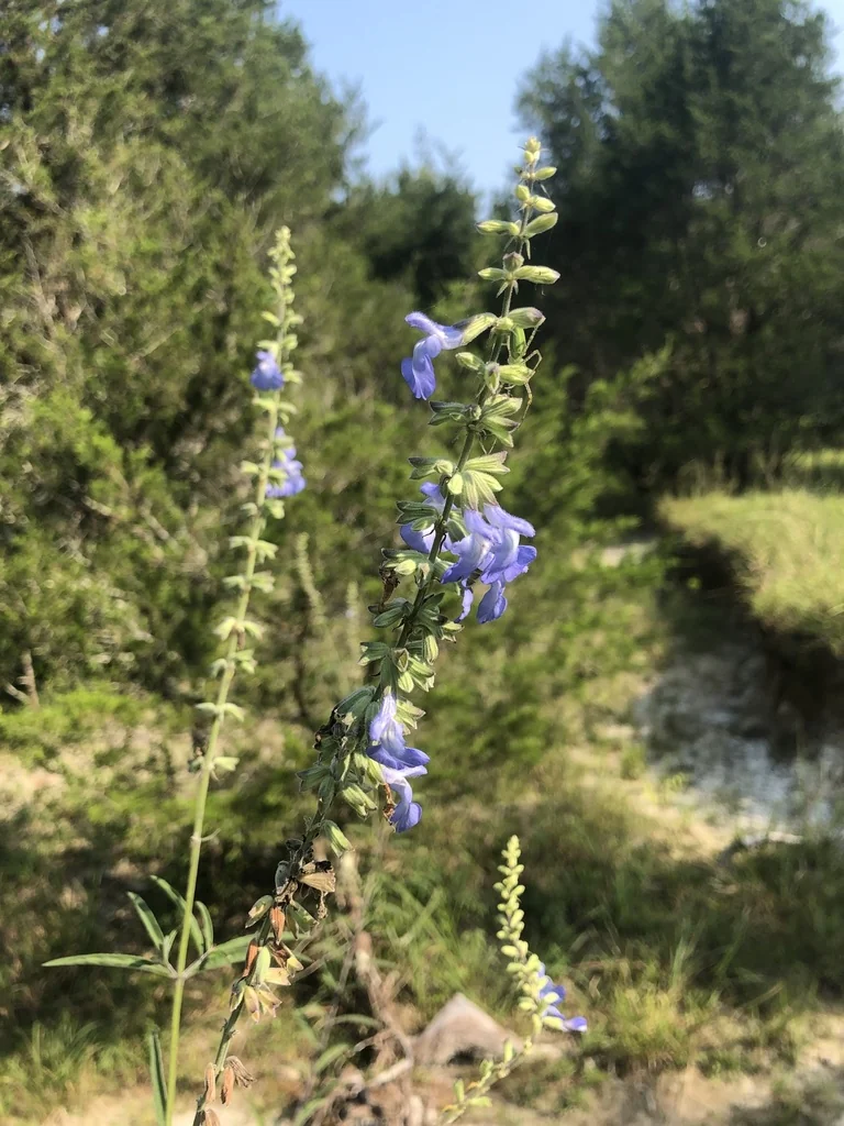 Salvia Azurea Grandiflora