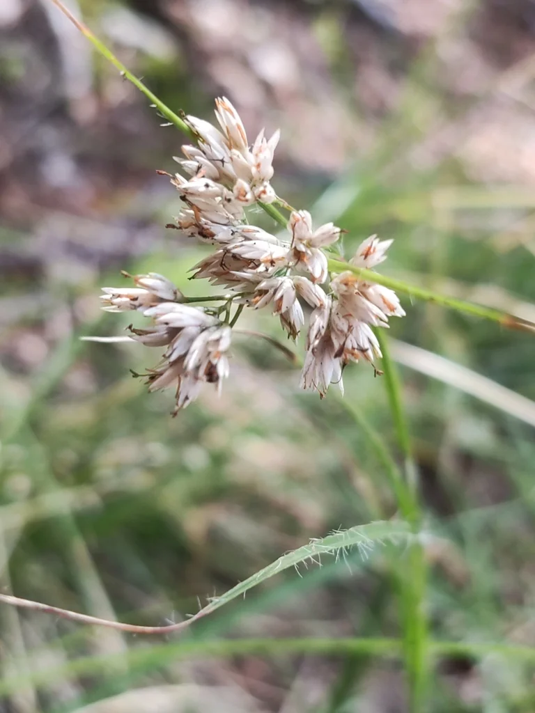 Luzula Nivea