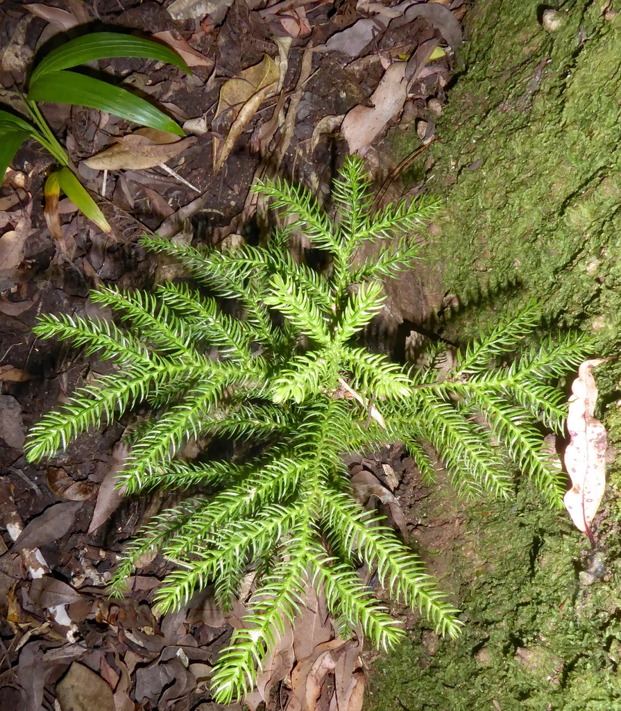 Araucaria Heterophylla