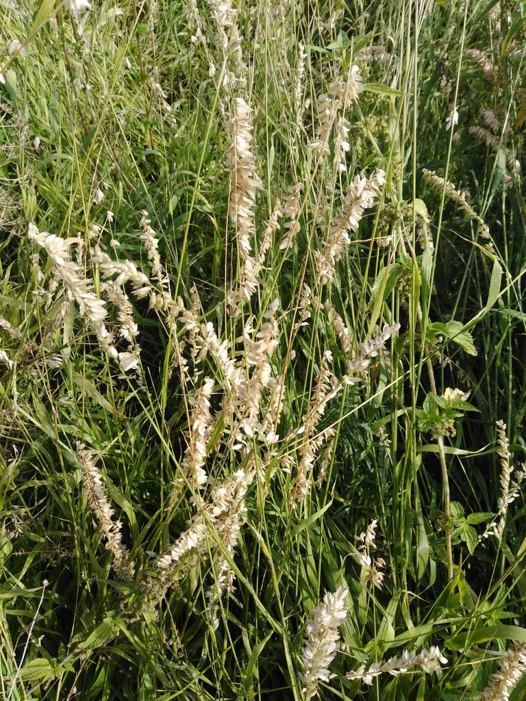 Melica Altissima
