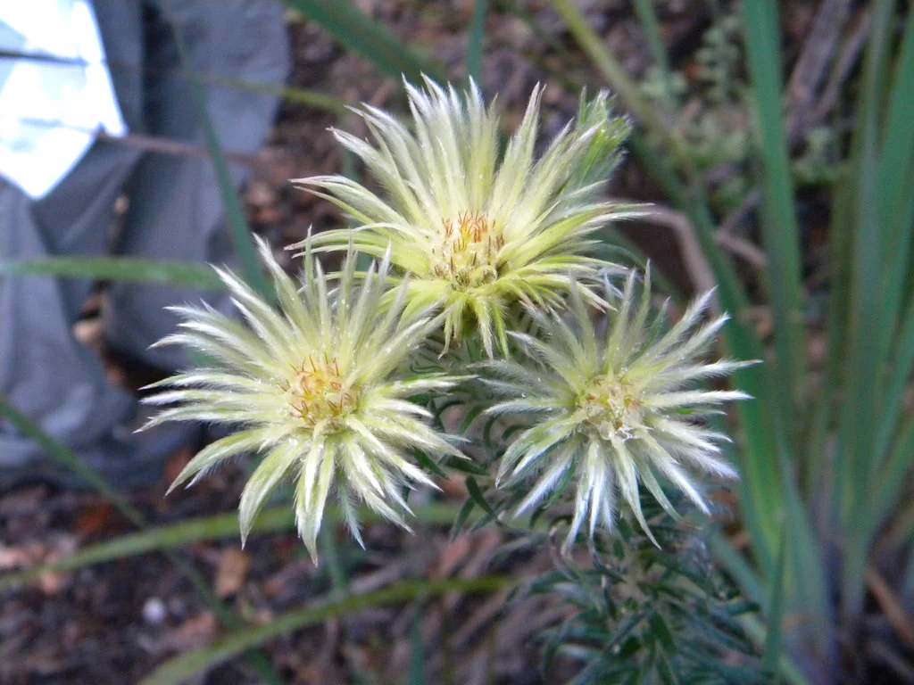 Phylica Pubescens