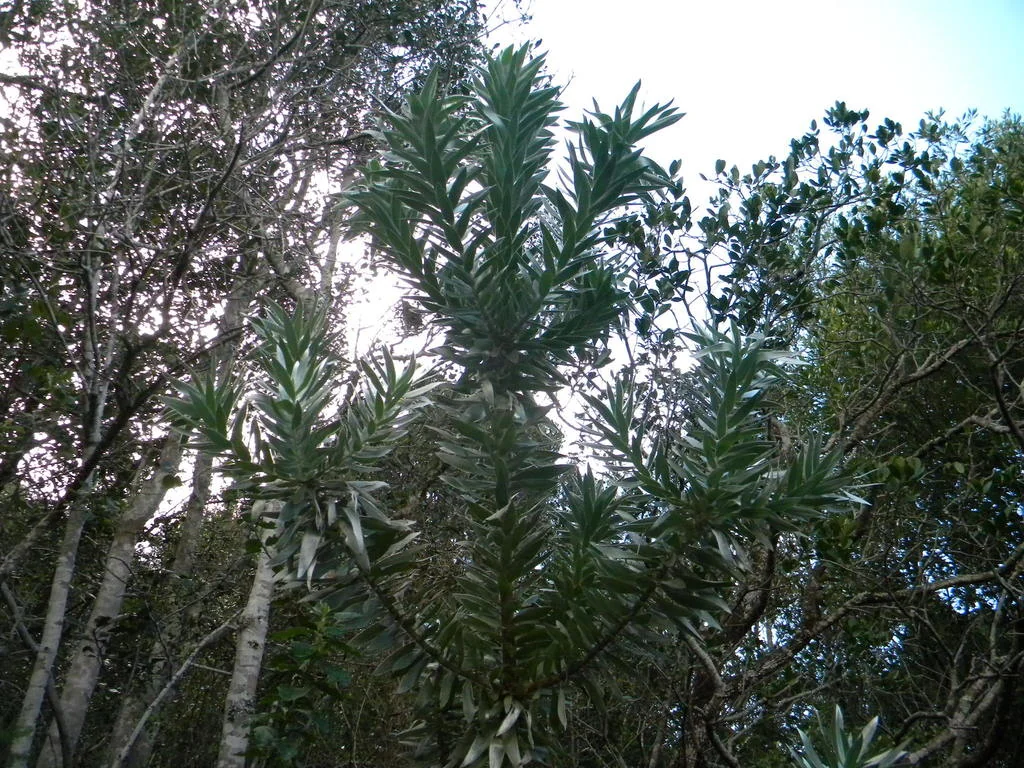 Leucadendron Argenteum