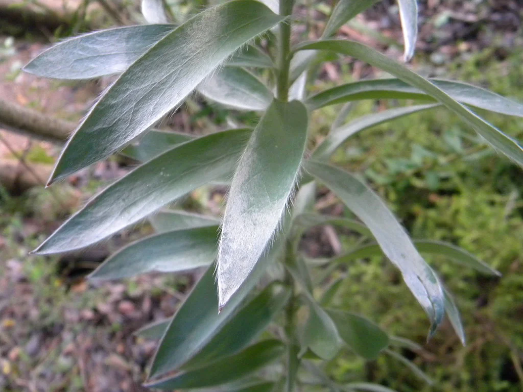 Leucadendron Argenteum