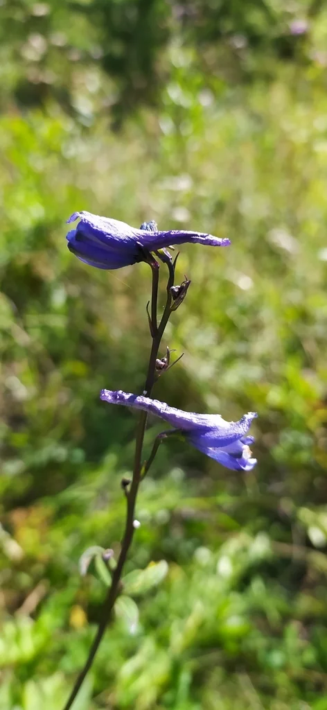 Delphinium elatum