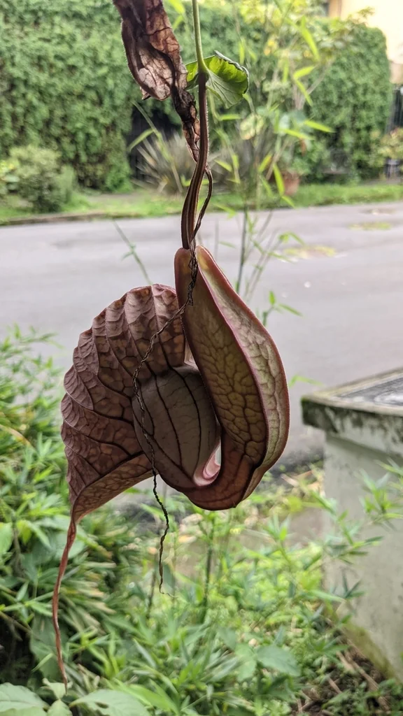 Aristolochia Grandiflora