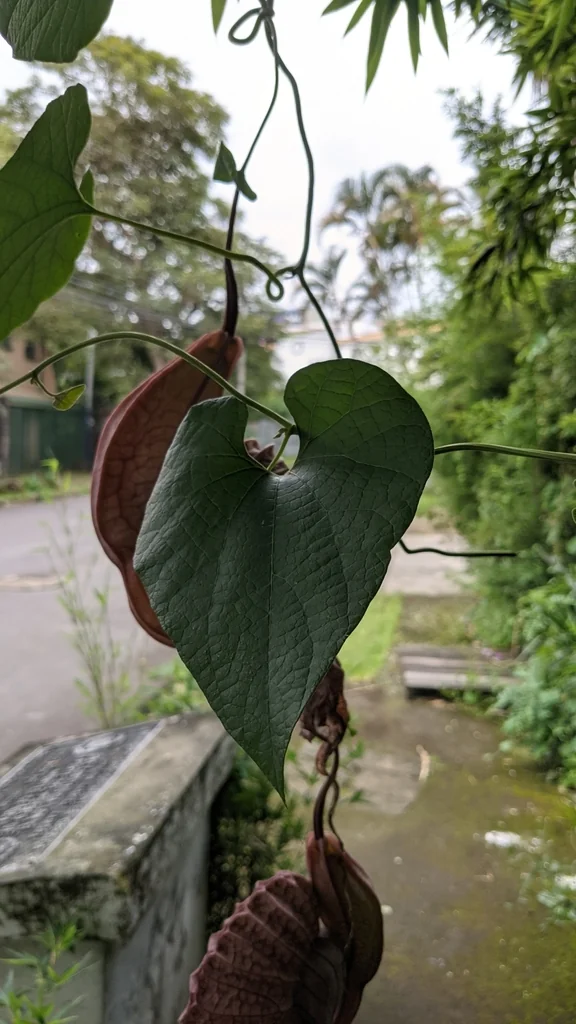 Aristolochia Grandiflora