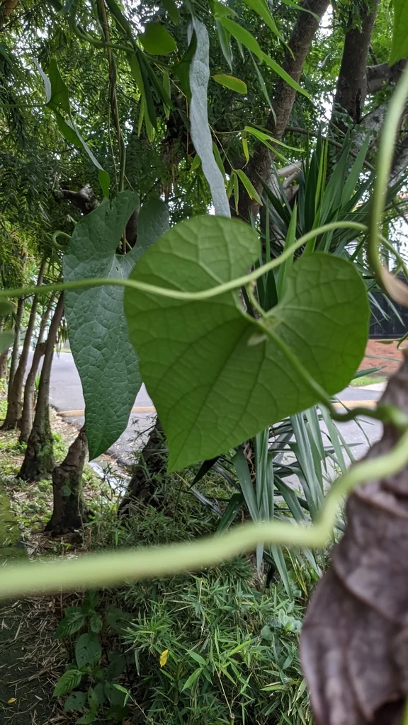 Aristolochia Grandiflora