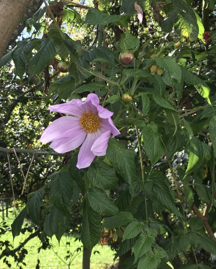 Dahlia Imperialis