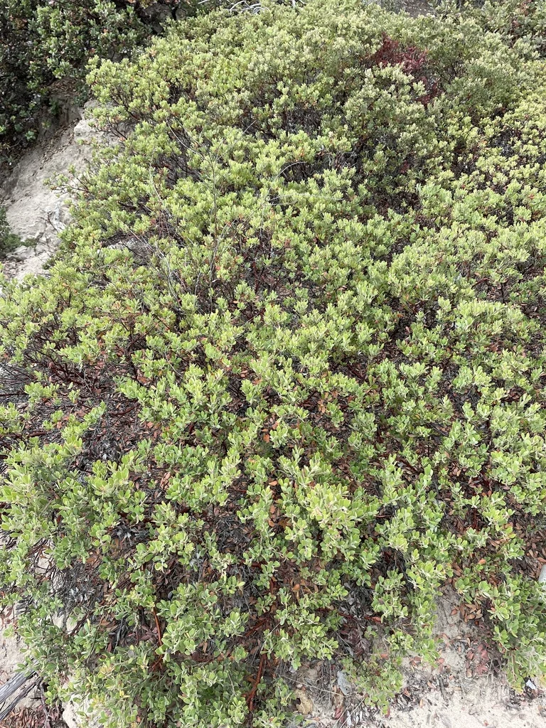 Arctostaphylos Pumila