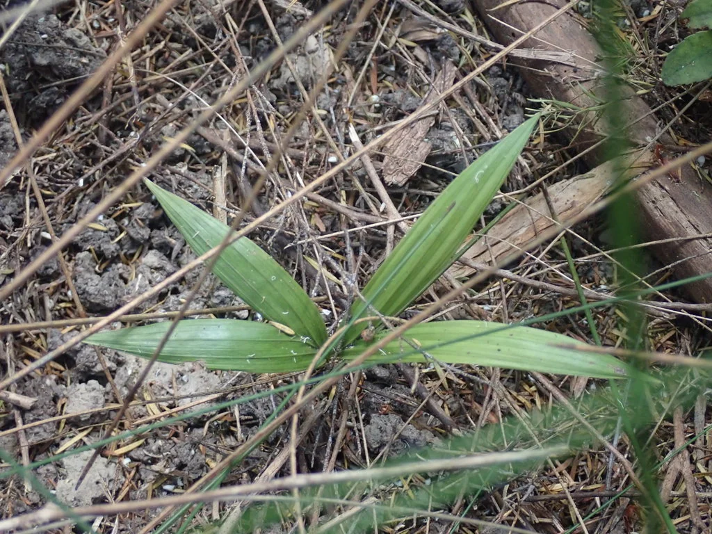 Archontophoenix Cunninghamiana