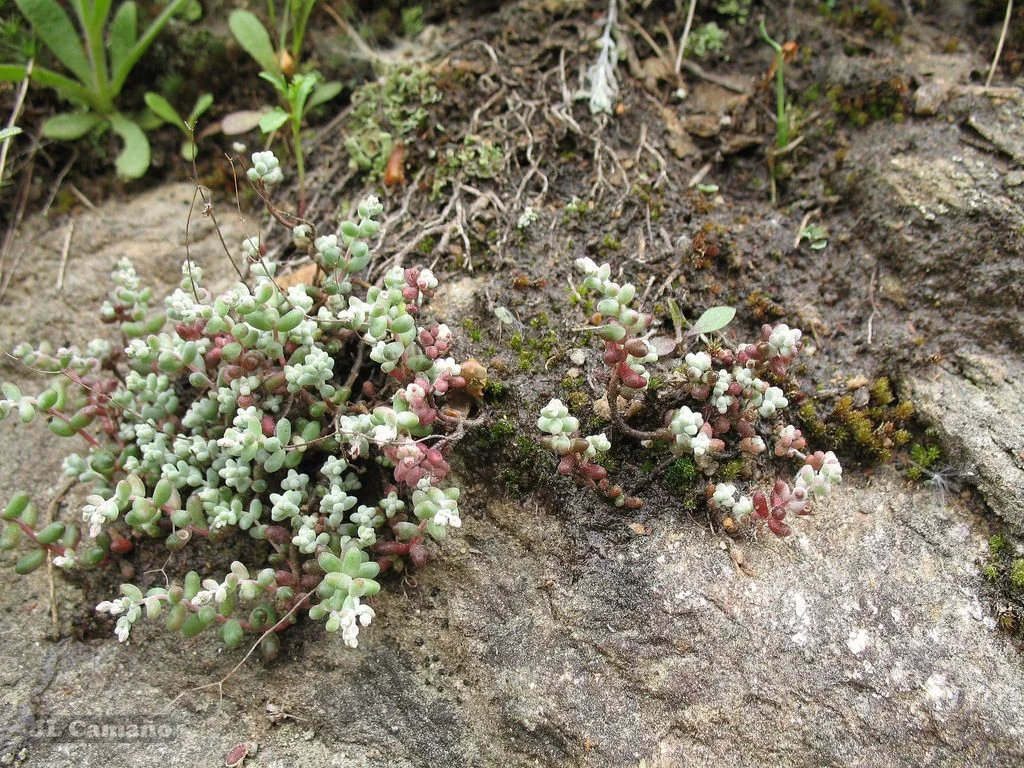 Sedum Brevifolium