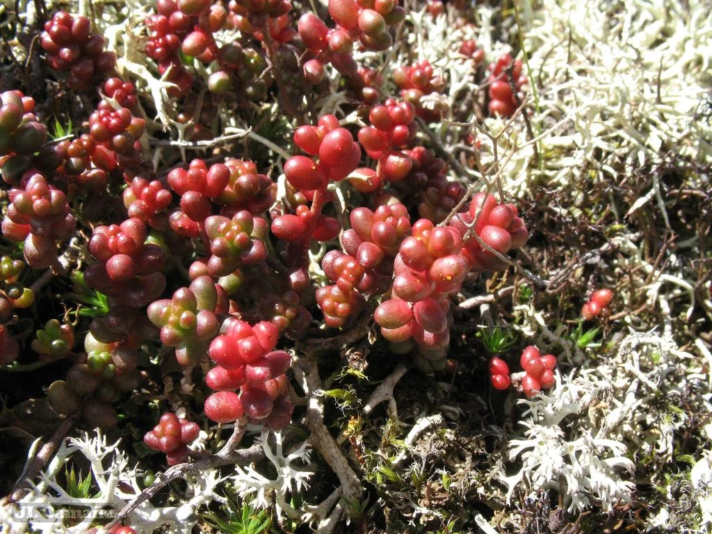 Sedum Brevifolium