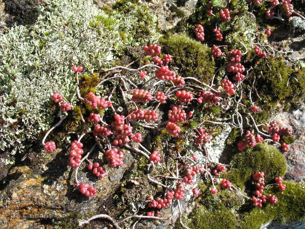 Sedum Brevifolium