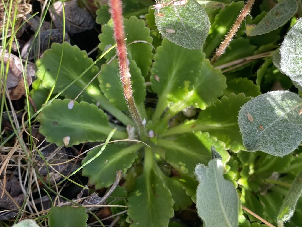 Saxifraga X Urbium