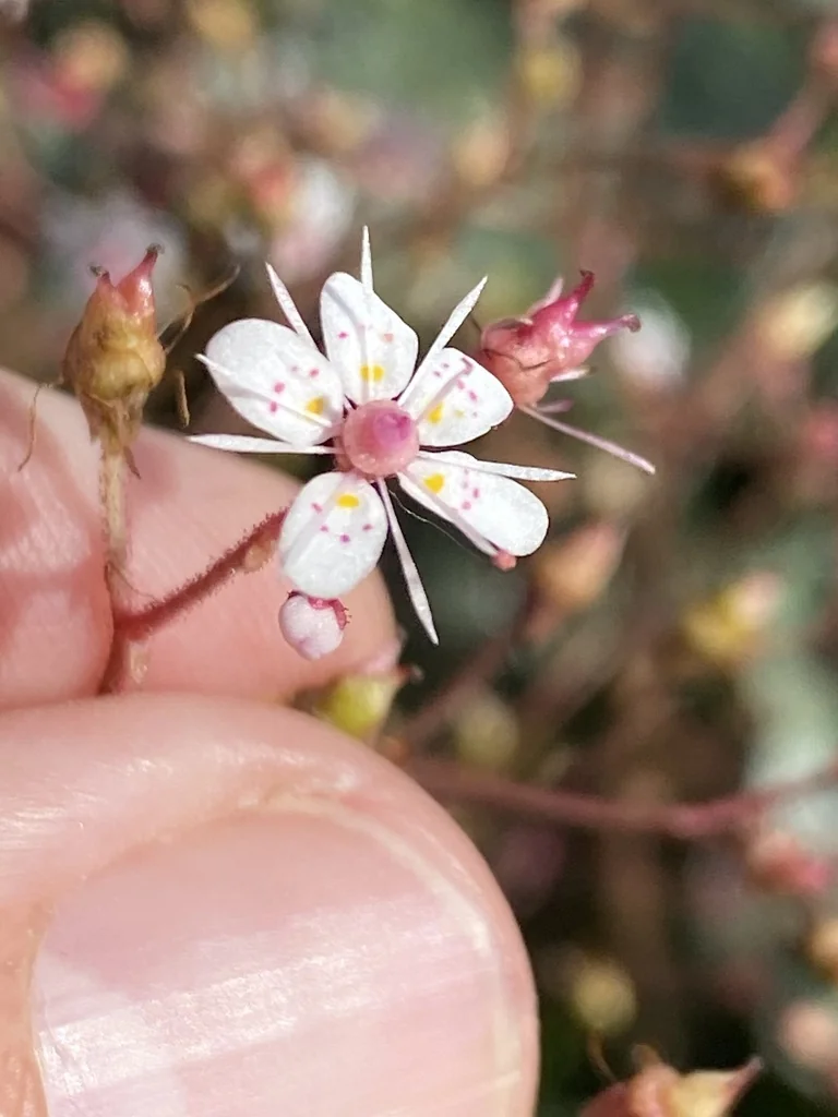 Saxifraga X Urbium