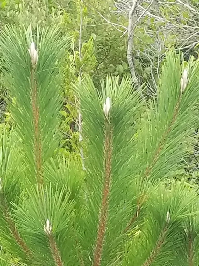 Pinus Thunbergii