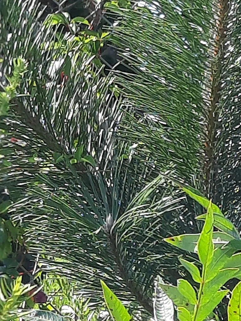 Pinus Thunbergii